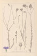 Herbier de la flore française Pl0017 - Louis Antoine Cusin — weergave van het kunstwerk