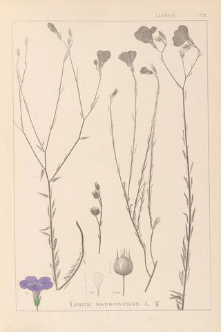 Louis Antoine Cusin - Herbier de la flore franaise Pl0017.webp