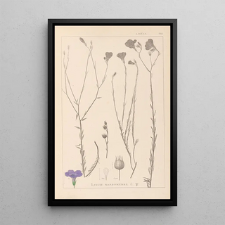 Louis Antoine Cusin - Herbier de la flore franaise Pl0017.webp