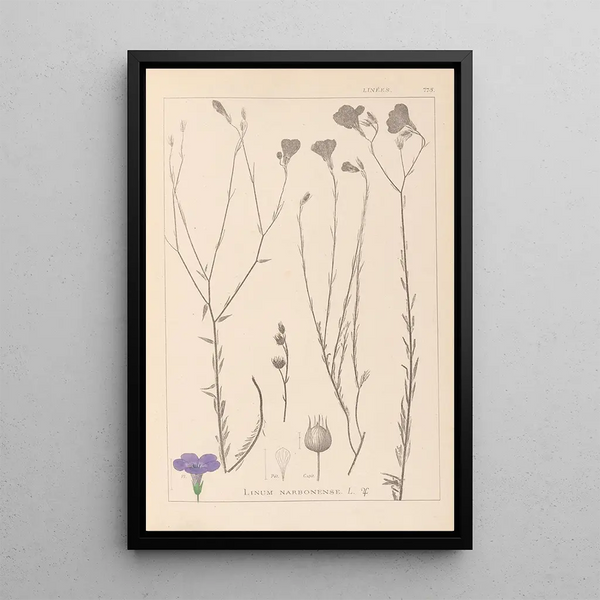 Louis Antoine Cusin - Herbier de la flore franaise Pl0017.webp