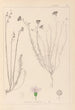 Herbier de la flore française Pl0020 - Louis Antoine Cusin — weergave van het kunstwerk
