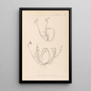 Louis Antoine Cusin - Herbier de la flore franaise Pl0021.webp