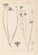 Herbier de la flore française Pl0022 - Louis Antoine Cusin — weergave van het kunstwerk