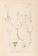 Herbier de la flore française Pl0023 - Louis Antoine Cusin — weergave van het kunstwerk