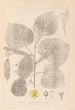 Herbier de la flore française Pl0025 - Louis Antoine Cusin | Reproduction — weergave van het kunstwerk