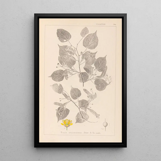 Louis Antoine Cusin - Herbier de la flore franaise Pl0026.webp