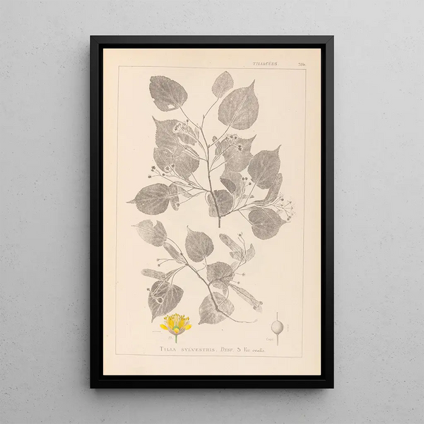 Louis Antoine Cusin - Herbier de la flore franaise Pl0026.webp
