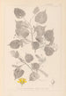 Herbier de la flore française Pl0026 - Louis Antoine Cusin — weergave van het kunstwerk