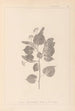 Herbier de la flore française Pl0027 - Louis Antoine Cusin — weergave van het kunstwerk
