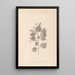 Herbier de la flore française Pl0027 - Louis Antoine Cusin — ingelijst kunstwerk aan de muur