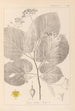 Herbier de la flore française Pl0029 - Louis Antoine Cusin — weergave van het kunstwerk