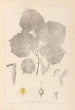 Herbier de la flore française Pl0030 - Louis Antoine Cusin — weergave van het kunstwerk