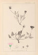 Herbier de la flore française Pl0031 - Louis Antoine Cusin — weergave van het kunstwerk