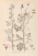 Herbier de la flore française Pl0032 - Louis Antoine Cusin — weergave van het kunstwerk