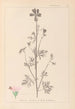 Herbier de la flore française Pl0033 - Louis Antoine Cusin — weergave van het kunstwerk