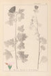 Herbier de la flore française Pl0034 - Louis Antoine Cusin — weergave van het kunstwerk