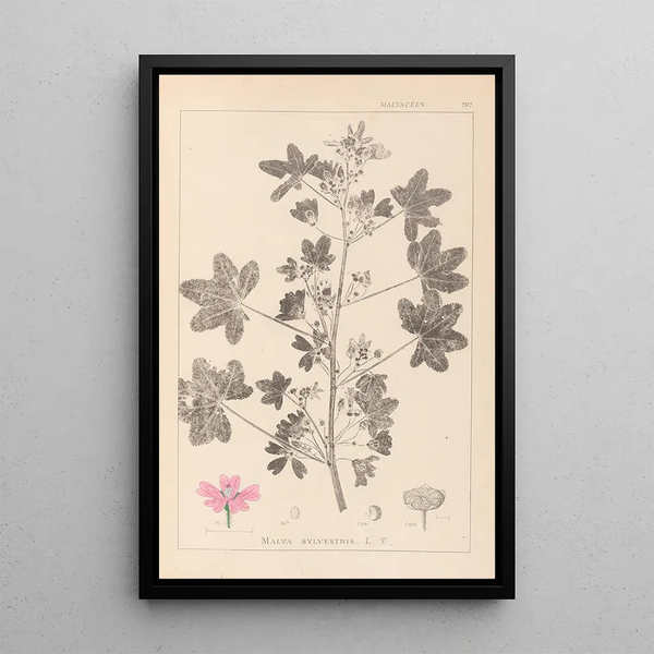 Louis Antoine Cusin - Herbier de la flore franaise Pl0039.webp