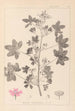 Herbier de la flore française Pl0039 - Louis Antoine Cusin — weergave van het kunstwerk