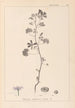 Herbier de la flore française Pl0040 - Louis Antoine Cusin — weergave van het kunstwerk