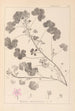 Herbier de la flore française Pl0042 - Louis Antoine Cusin — weergave van het kunstwerk