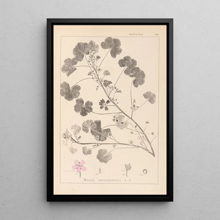 Louis Antoine Cusin - Herbier de la flore franaise Pl0042.webp