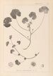 Herbier de la flore française Pl0043 - Louis Antoine Cusin — weergave van het kunstwerk