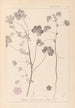 Herbier de la flore française Pl0044 - Louis Antoine Cusin — weergave van het kunstwerk