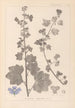 Herbier de la flore française Pl0045 - Louis Antoine Cusin — weergave van het kunstwerk