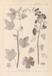 Herbier de la flore française Pl0047 - Louis Antoine Cusin — weergave van het kunstwerk