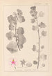 Herbier de la flore française Pl0048 - Louis Antoine Cusin — weergave van het kunstwerk