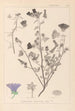 Herbier de la flore française Pl0049 - Louis Antoine Cusin — weergave van het kunstwerk