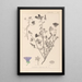 Herbier de la flore française Pl0049 - Louis Antoine Cusin — ingelijst kunstwerk aan de muur