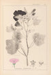 Herbier de la flore française Pl0050 - Louis Antoine Cusin — weergave van het kunstwerk