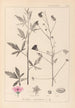Herbier de la flore française Pl0052 - Louis Antoine Cusin — weergave van het kunstwerk