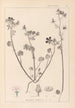 Herbier de la flore française Pl0054 - Louis Antoine Cusin — weergave van het kunstwerk