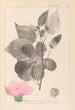 Herbier de la flore française Pl0055 - Louis Antoine Cusin — weergave van het kunstwerk