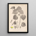 Herbier de la flore française Pl0056 - Louis Antoine Cusin — ingelijst kunstwerk aan de muur