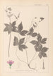 Herbier de la flore française Pl0062 - Louis Antoine Cusin — weergave van het kunstwerk