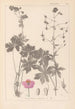 Herbier de la flore française Pl0063 - Louis Antoine Cusin — weergave van het kunstwerk