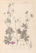 Herbier de la flore française Pl0064 - Louis Antoine Cusin — weergave van het kunstwerk