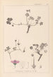 Herbier de la flore française Pl0065 - Louis Antoine Cusin — weergave van het kunstwerk