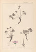 Herbier de la flore française Pl0066 - Louis Antoine Cusin — weergave van het kunstwerk