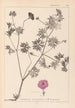 Herbier de la flore française Pl0068 - Louis Antoine Cusin — weergave van het kunstwerk
