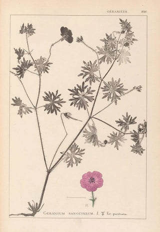 Louis Antoine Cusin - Herbier de la flore franaise Pl0068.webp