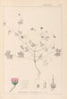 Herbier de la flore française Pl0069 - Louis Antoine Cusin — weergave van het kunstwerk