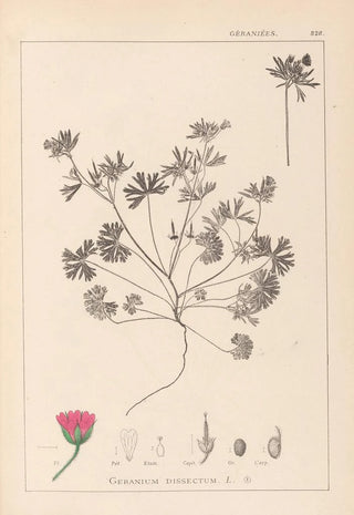 Louis Antoine Cusin - Herbier de la flore franaise Pl0070.webp