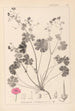 Herbier de la flore française Pl0071 - Louis Antoine Cusin — weergave van het kunstwerk