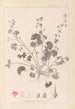 Herbier de la flore française Pl0072 - Louis Antoine Cusin — weergave van het kunstwerk