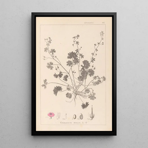 Louis Antoine Cusin - Herbier de la flore franaise Pl0072.webp