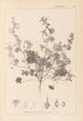 Herbier de la flore française Pl0073 - Louis Antoine Cusin — weergave van het kunstwerk